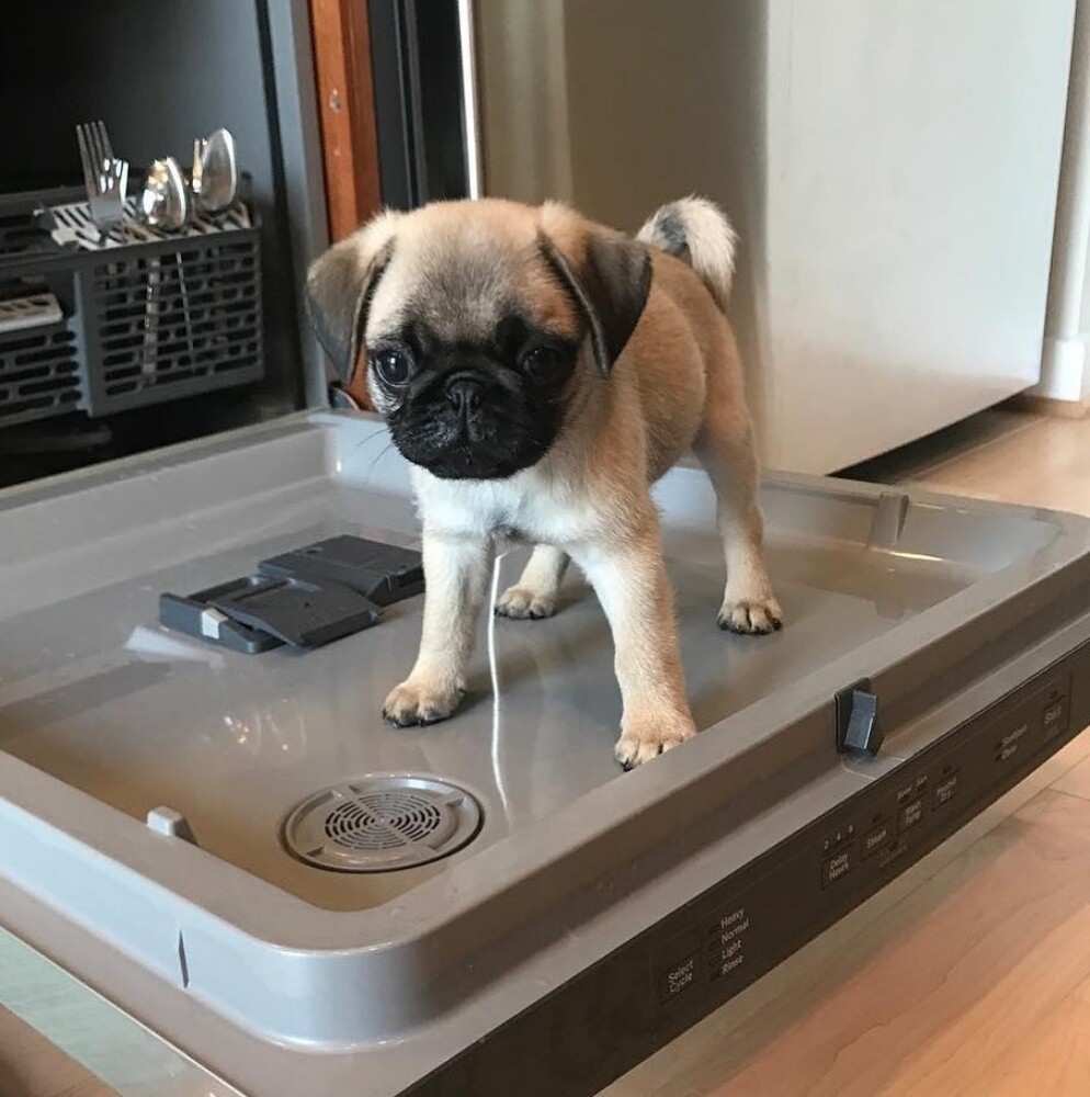Pug Puppy - 4