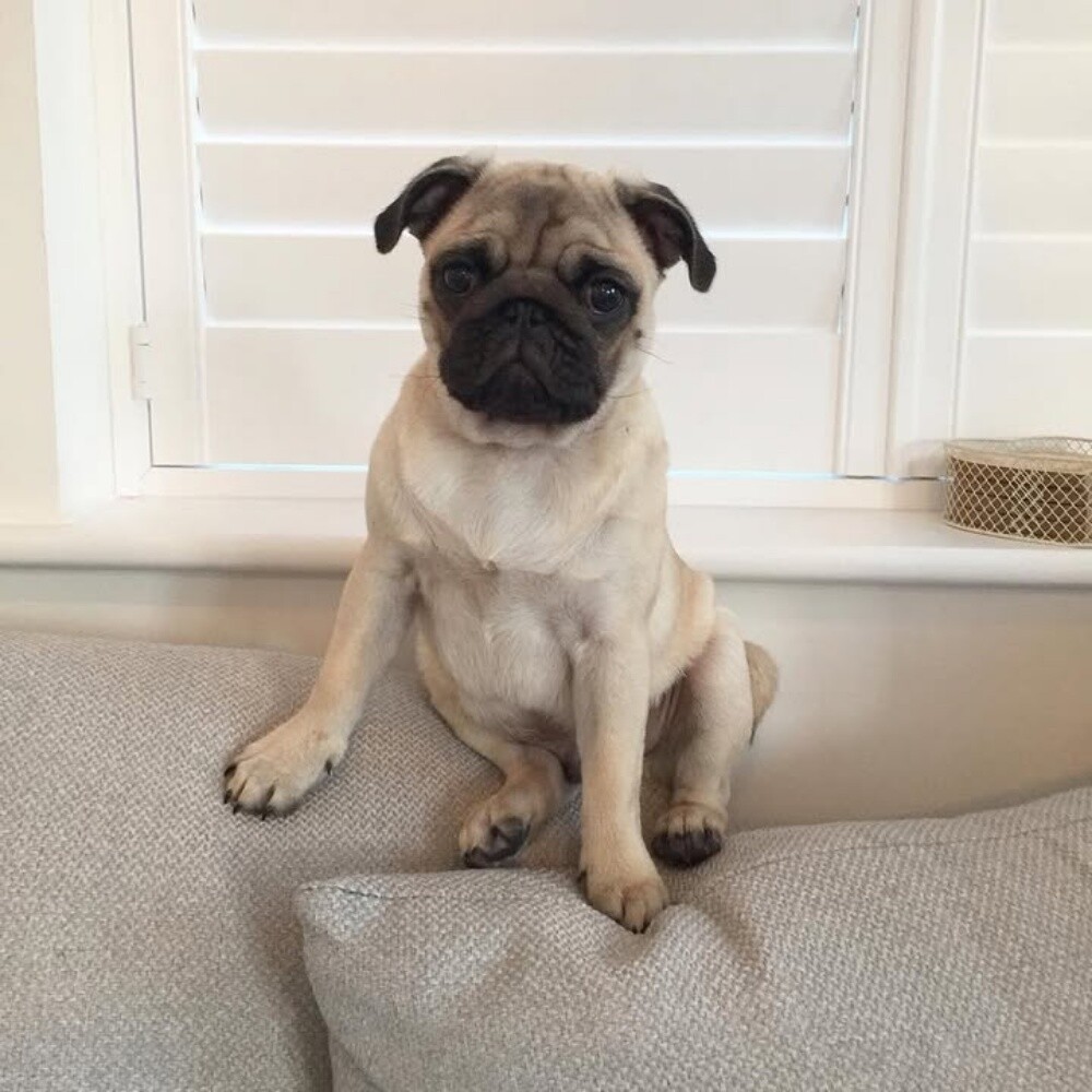 Pug Puppy - 3