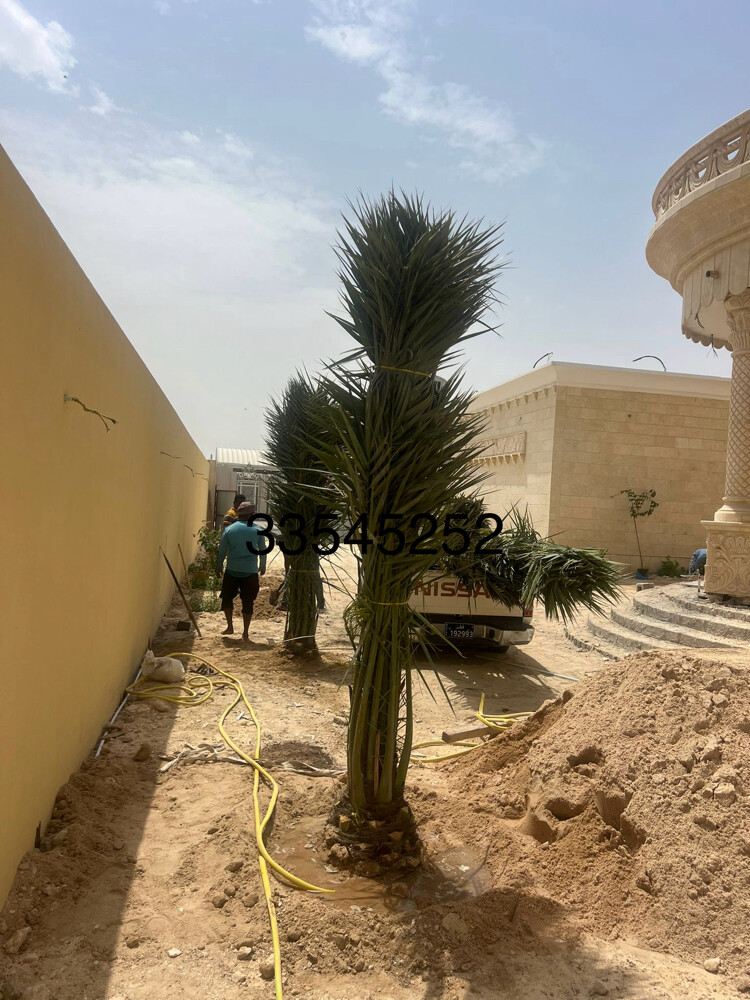 زراعة النخل  - 8