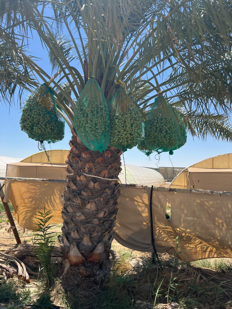زراعة النخل  - 12