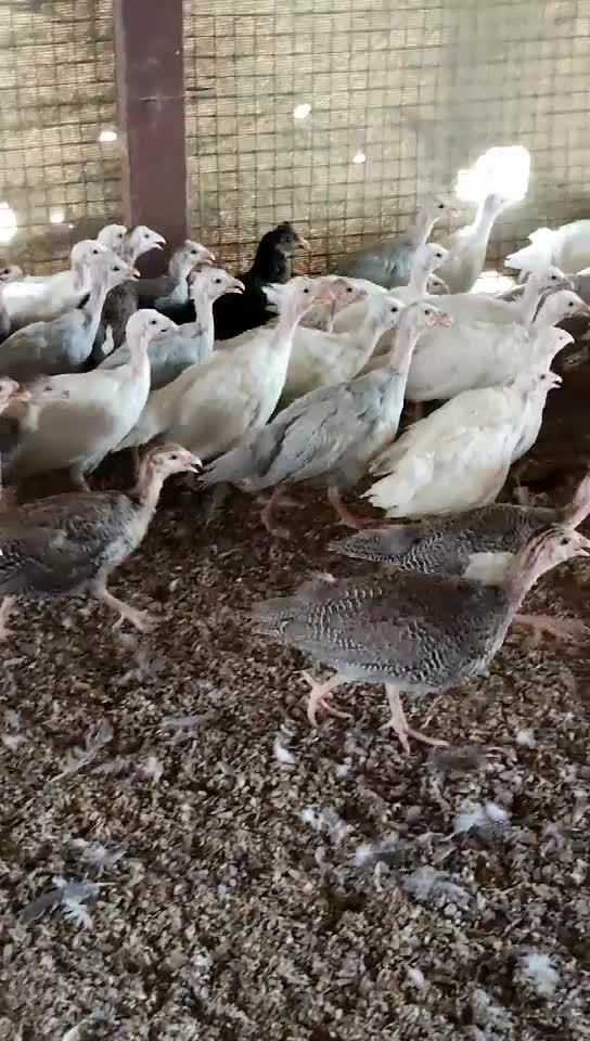 متوفر دجاج حبشي بصحه جيده - 1