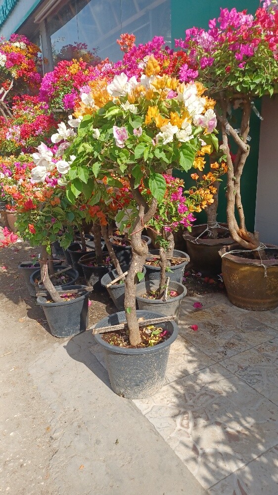 تنسيق الحدائق وشبكات الري - 9