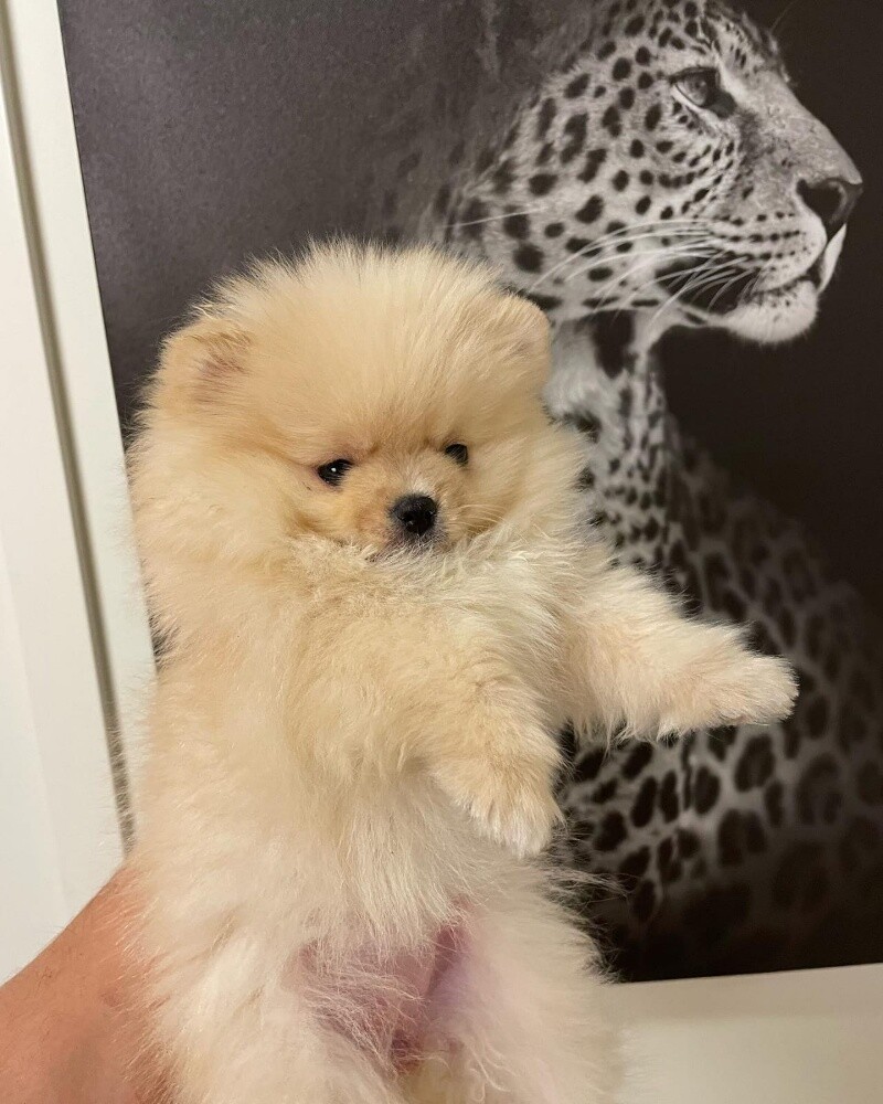 Teacup Pomeranian Puppy - 3