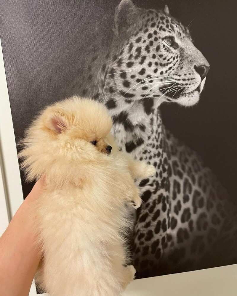 Teacup Pomeranian Puppy - 4