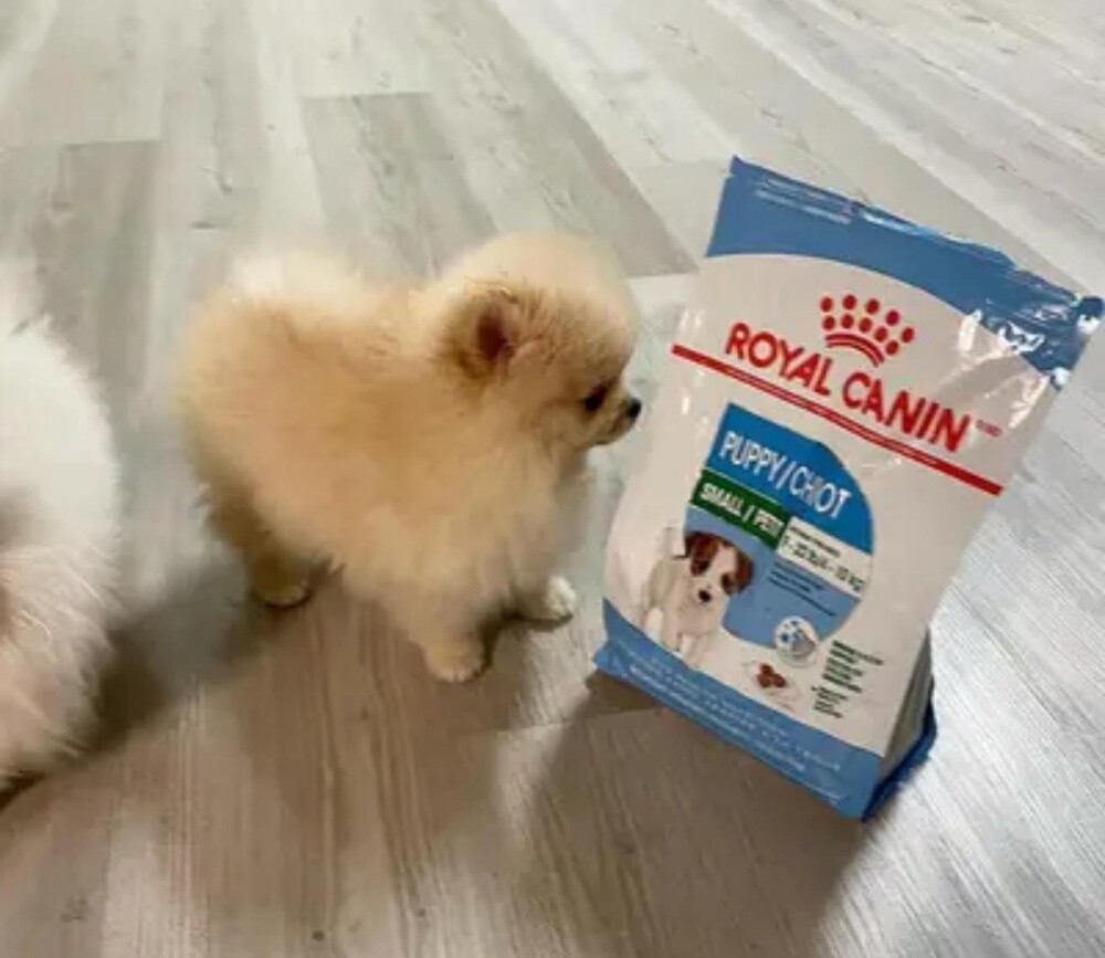 Teacup Pomeranian Puppy - 2