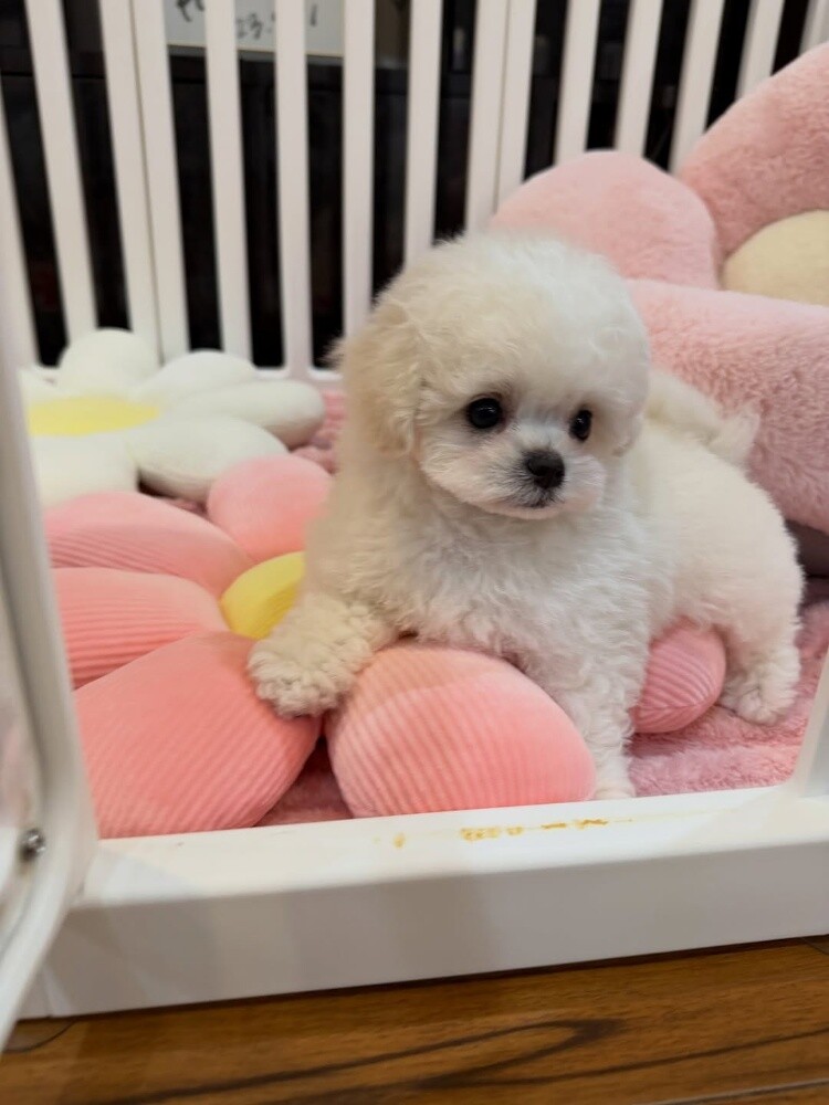 Maltese Puppy - 2