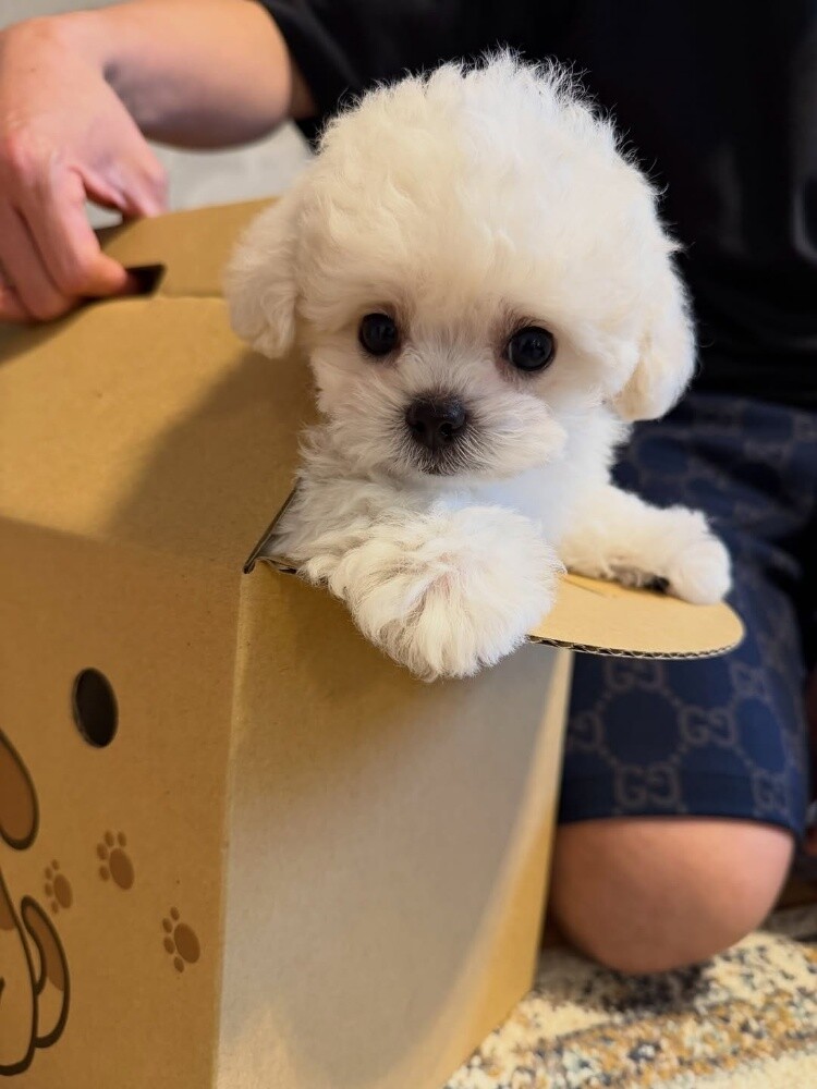 Maltese Puppy - 3