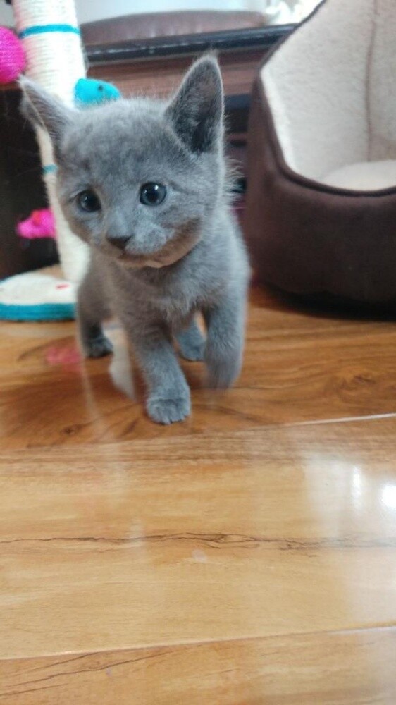 Russian Blue Kitten - 3