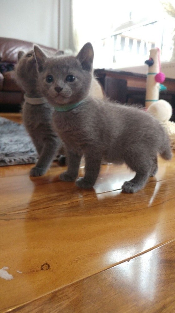 Russian Blue Kitten - 2