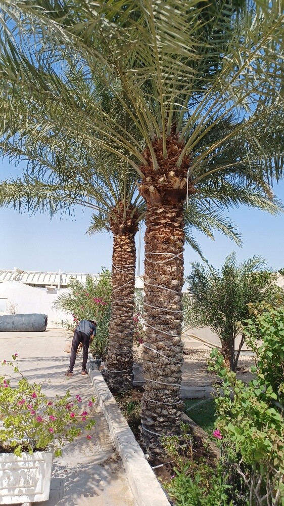 تقليم وترتيب الاشجار والنخيل - 7