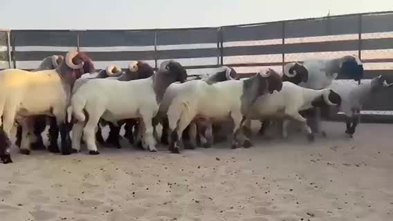 خرفان فحول صنف معرفات  - 1