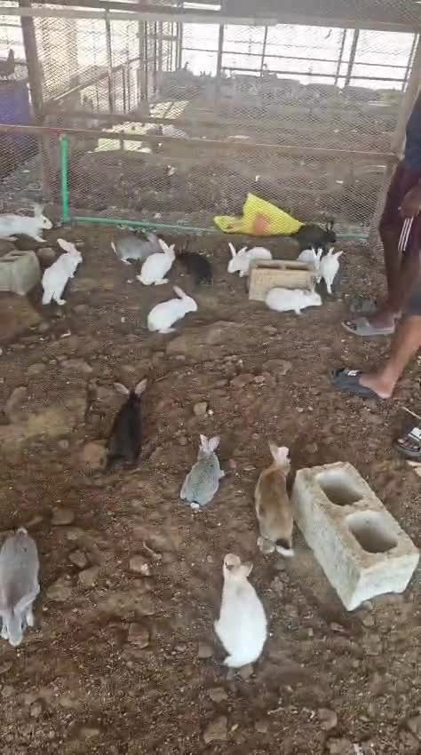 ذكاره أرنب عملاق - 1