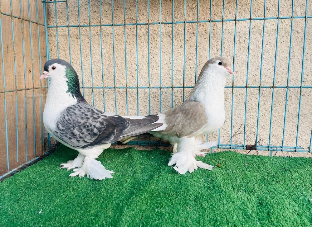 Lahore super jumpo confirm breeding - 1