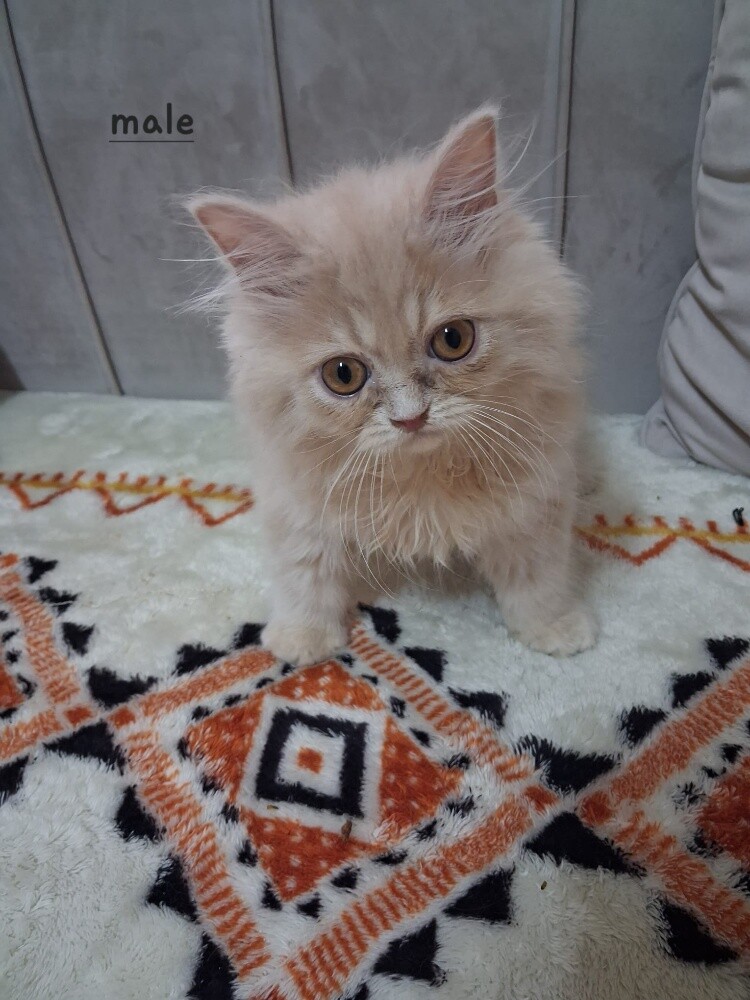 Persian kittens for adoption - 5