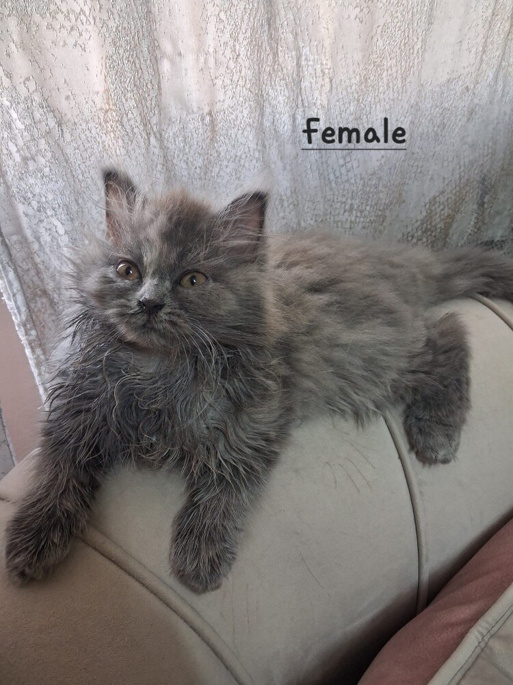 Persian kittens for adoption - 1