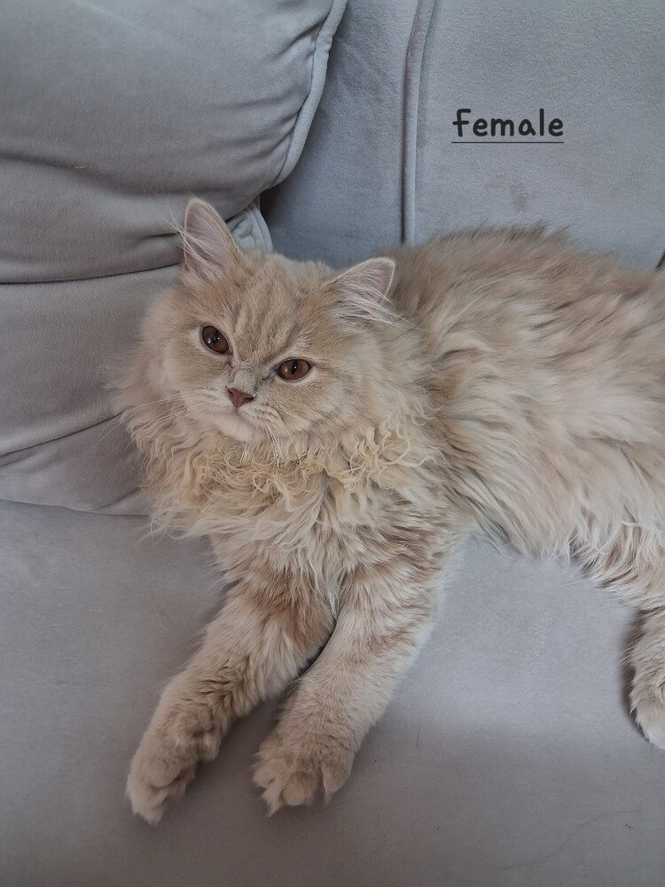 Persian kittens for adoption - 3