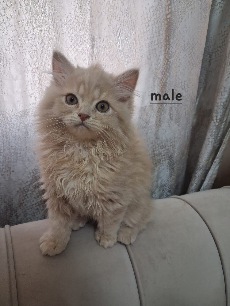 Persian kittens for adoption - 2