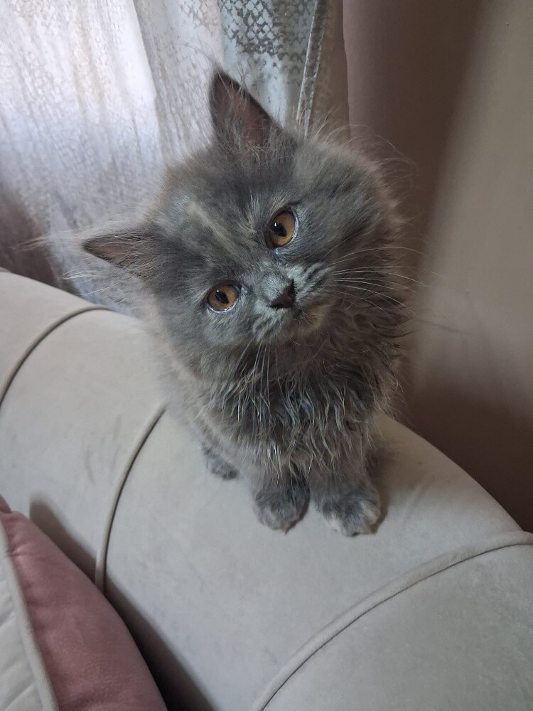 Persian kittens for adoption - 4