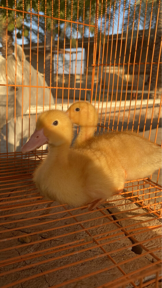 Misri, the duckling - 2