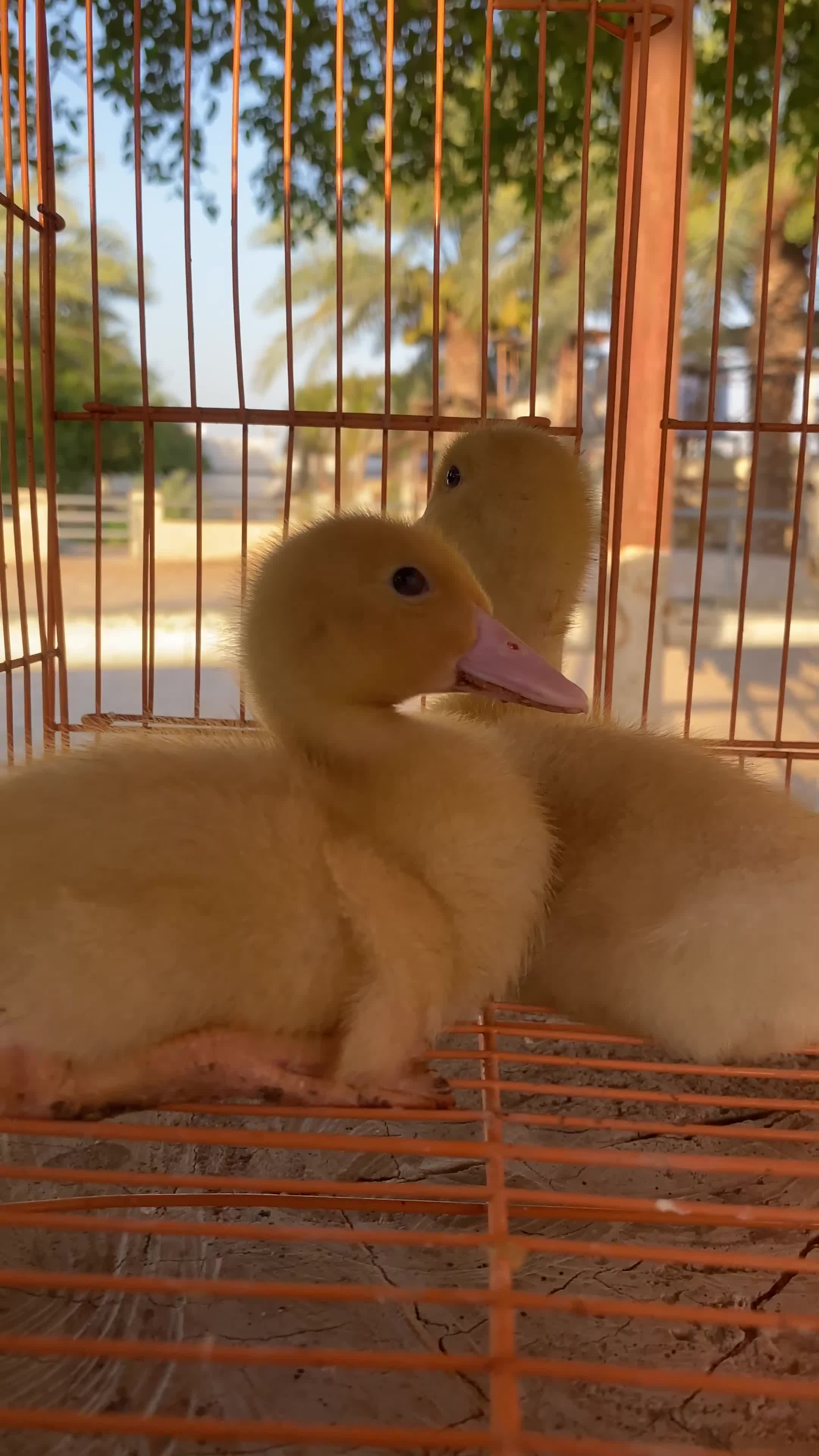 Misri, the duckling - 3