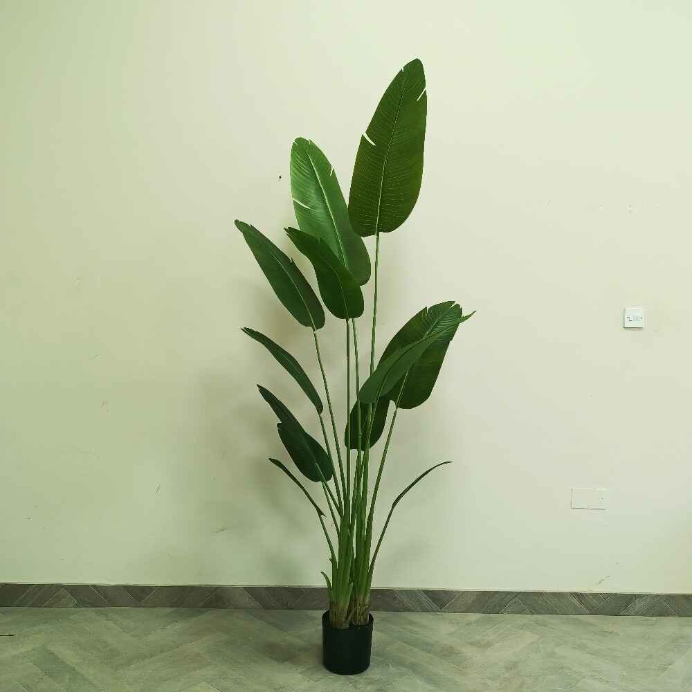 شجار بنانا - 1