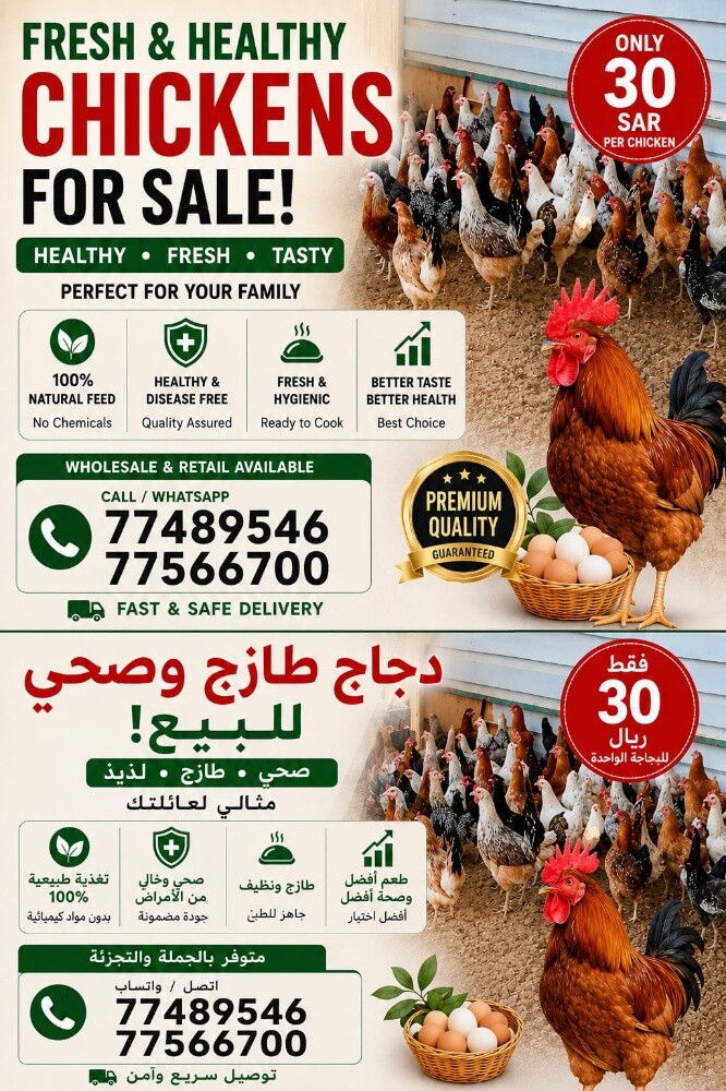 يوجد دجاج بلدي و جهاز الدجاج - 2