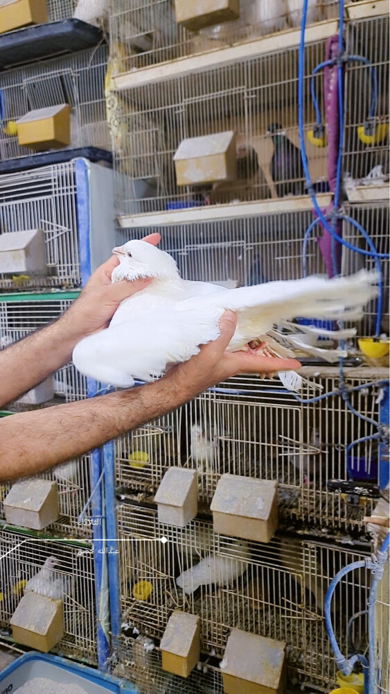 أربعين زوج  فرنسي لاحم جامبو منتج - 12