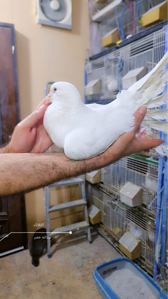 أربعين زوج  فرنسي لاحم جامبو منتج - 8