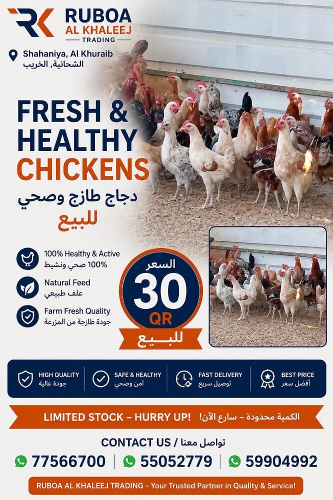 chicken - 1