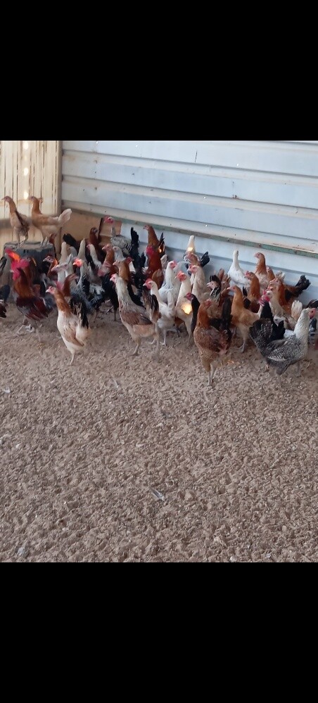 chicken - 7