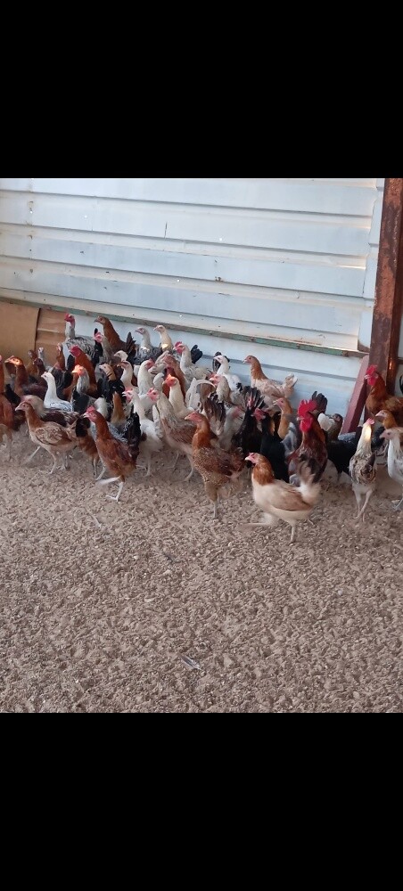 chicken - 6