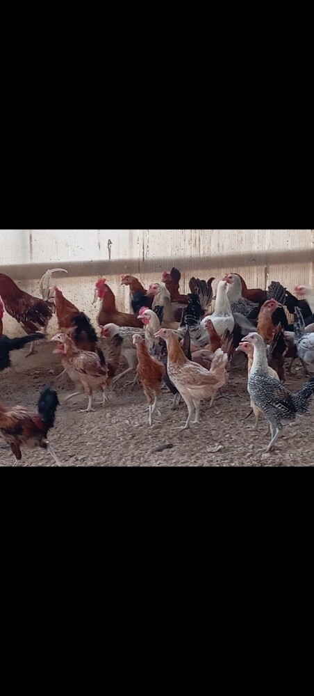 chicken - 8