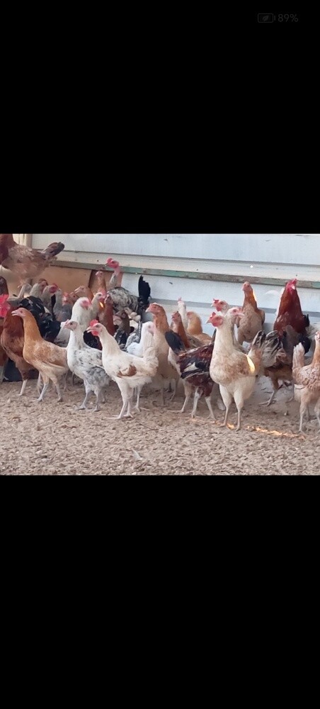 chicken - 4