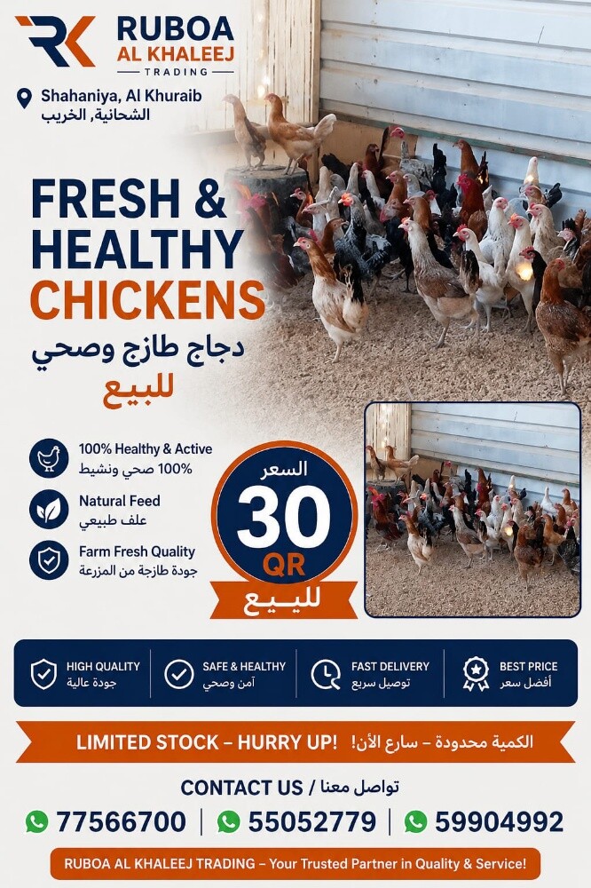 chicken - 1