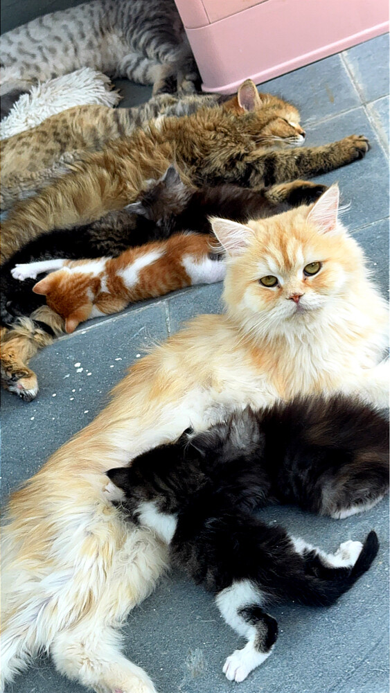 Persian cat - 4