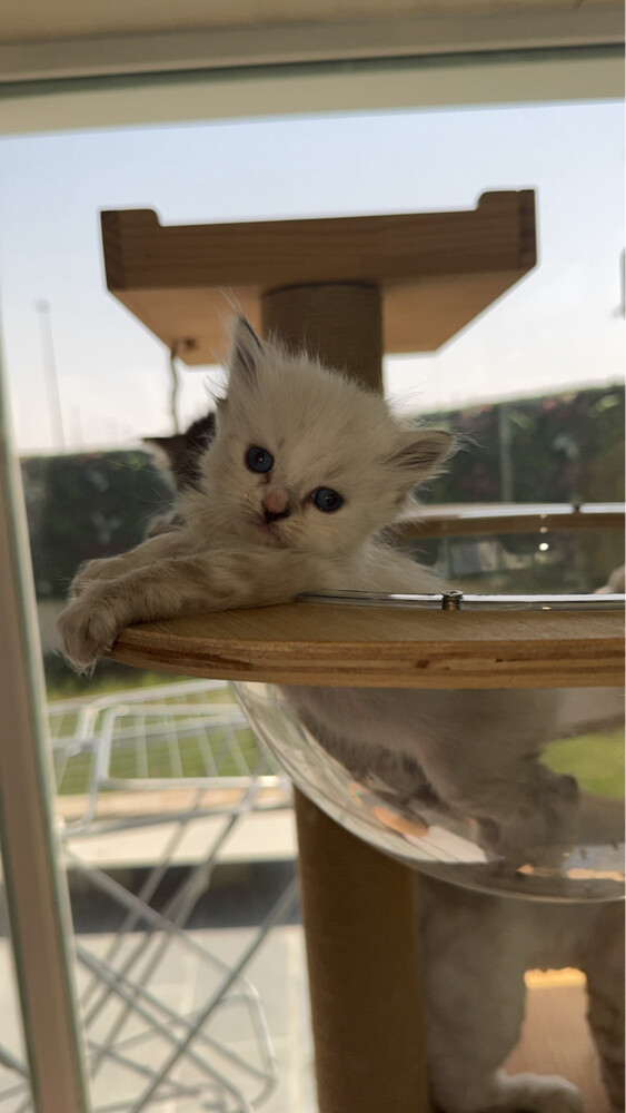 Persian cat - 3