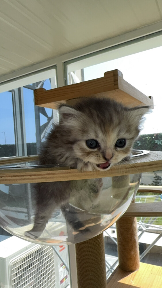Persian cat - 2