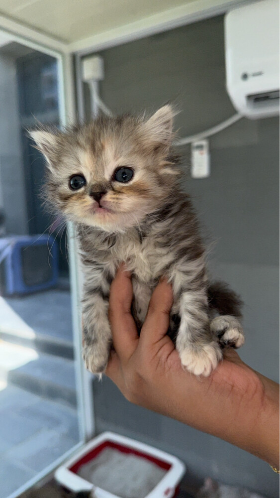 Persian cat - 5