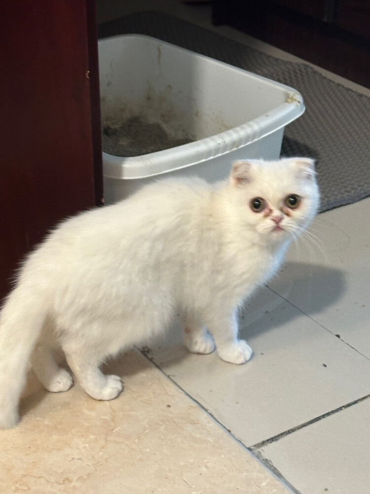 Adoption British Female kitten 2 - 2