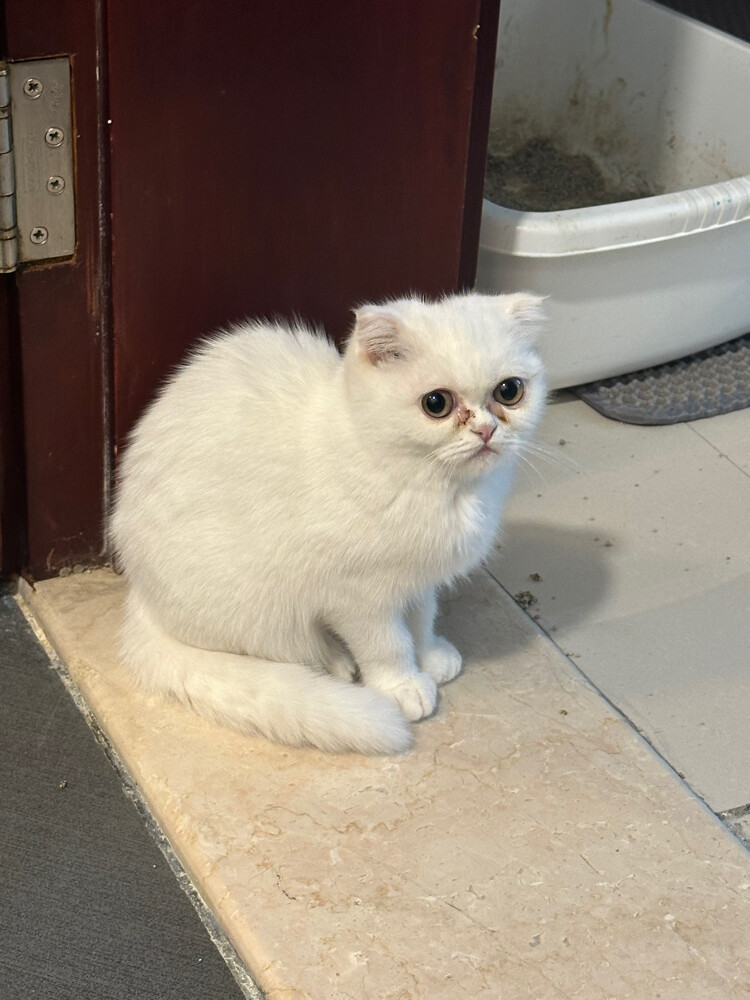 Adoption British Female kitten 2 - 1