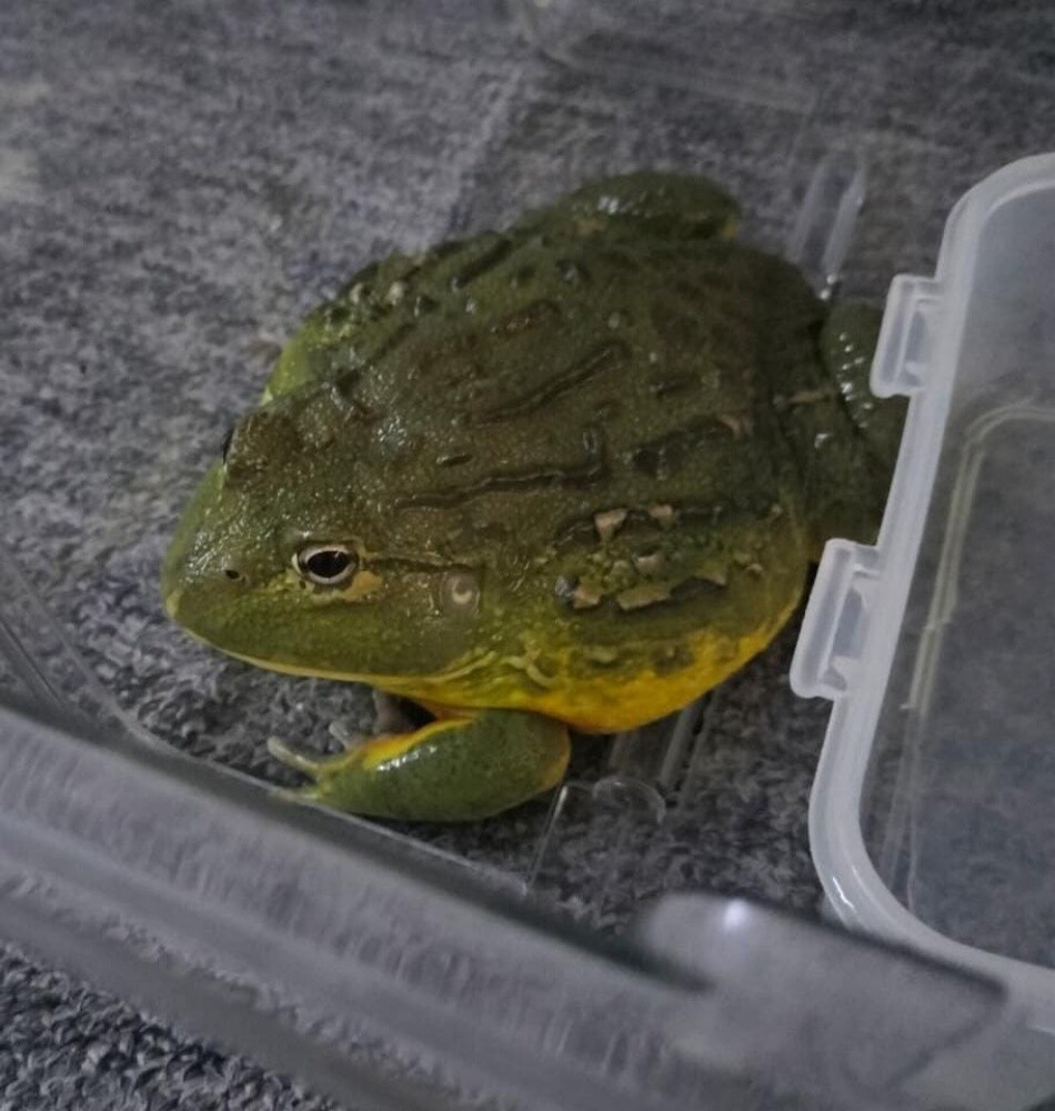 SuhailaThe african giant bullfrog - 4