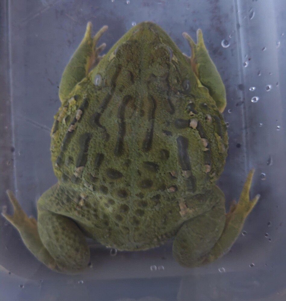 SuhailaThe african giant bullfrog - 3