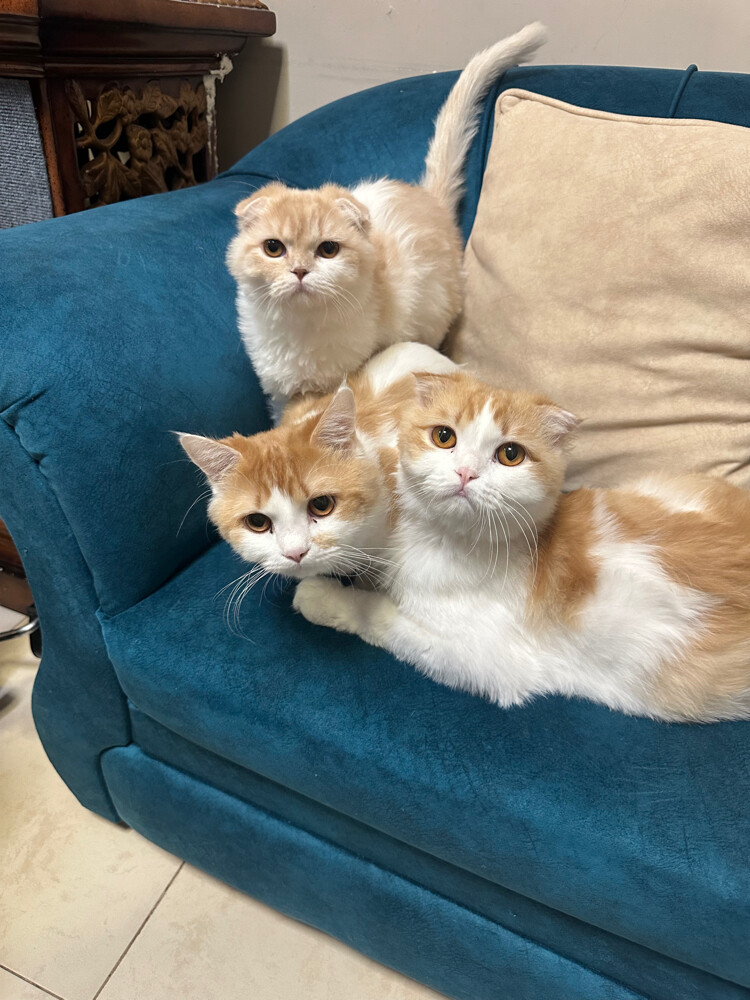 3 Scottish fold Cats for adoption - 6