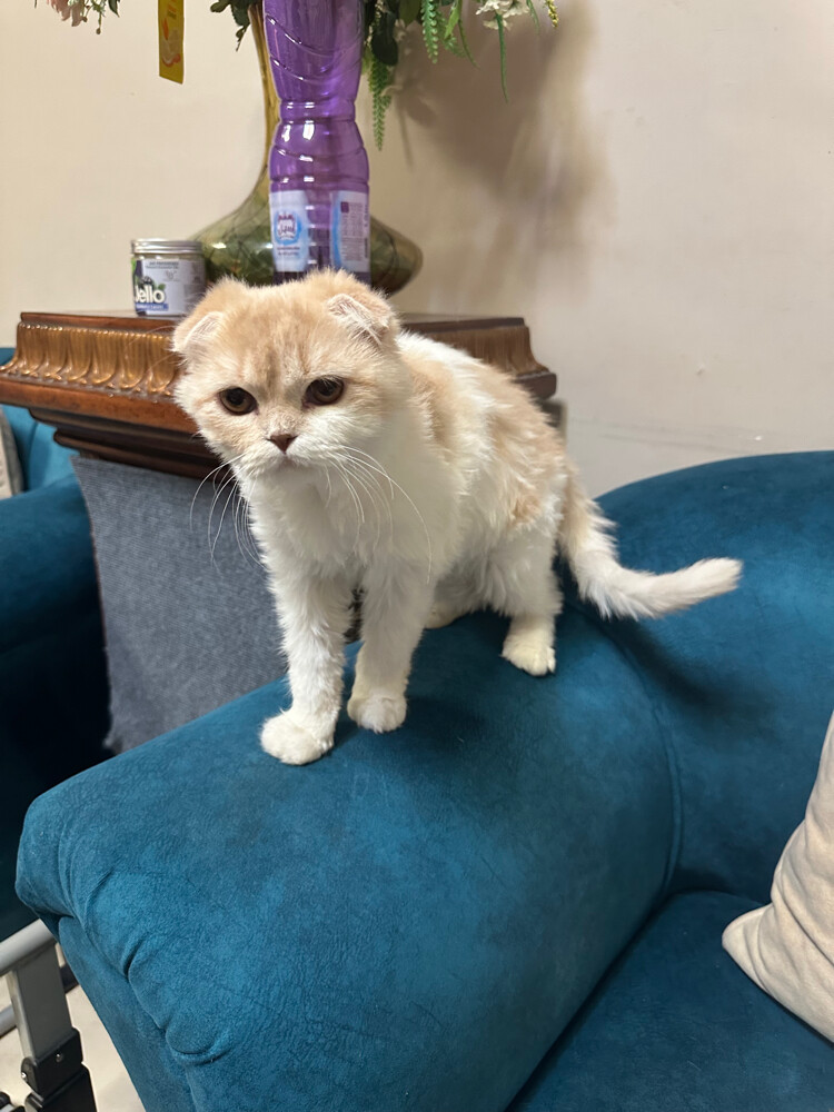 3 Scottish fold Cats for adoption - 4