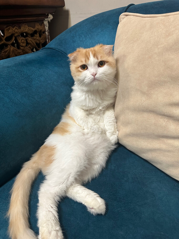3 Scottish fold Cats for adoption - 2