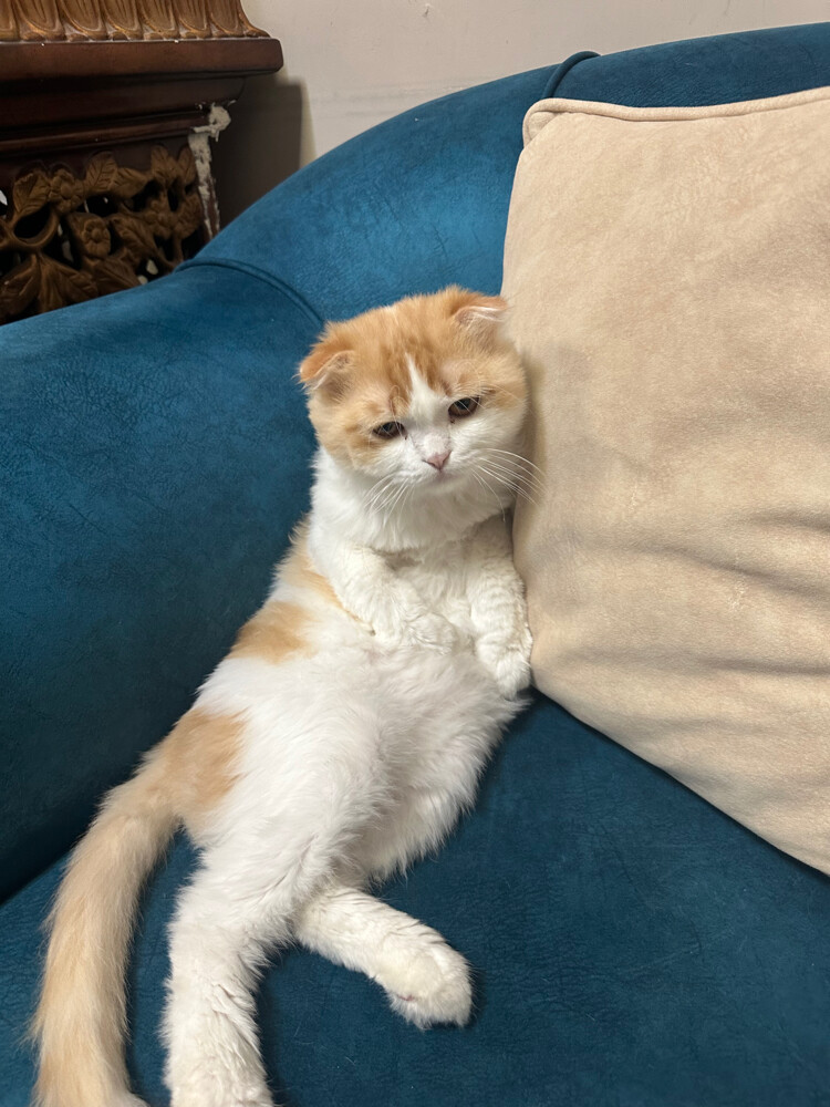3 Scottish fold Cats for adoption - 7