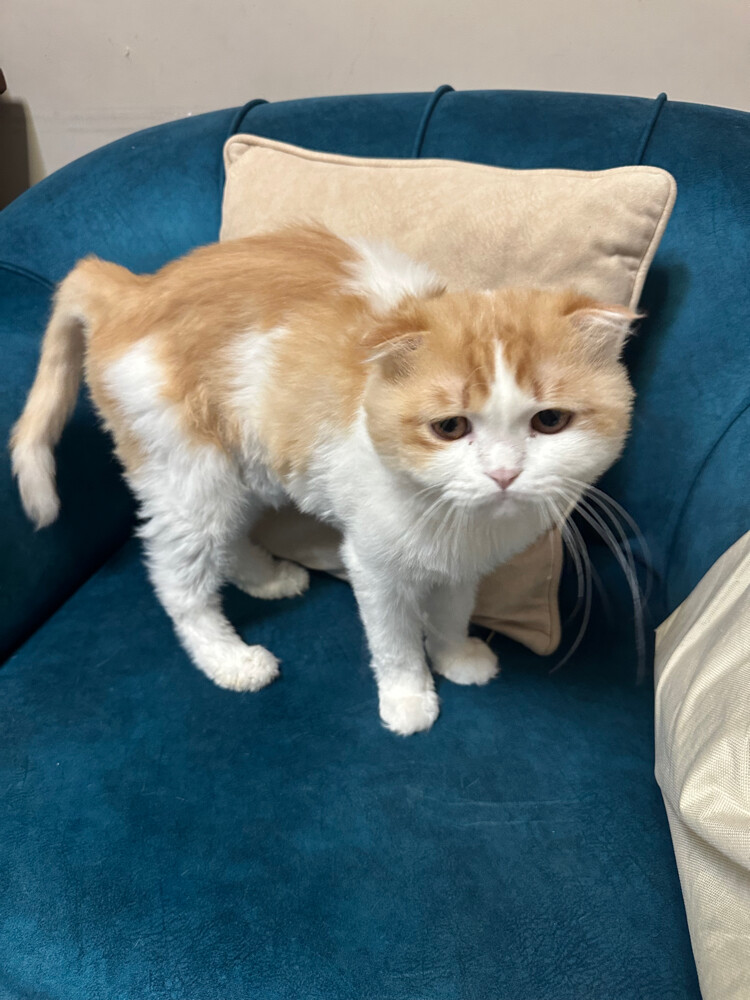 3 Scottish fold Cats for adoption - 5