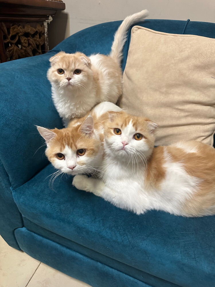 3 Scottish fold Cats for adoption - 3