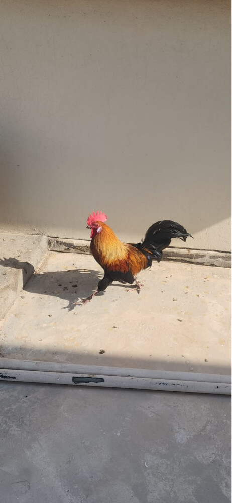 للبيع ديك محلي  - 2
