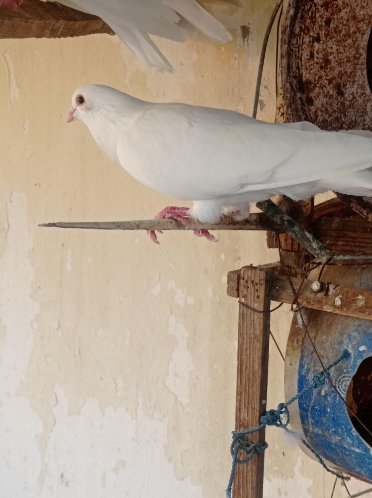 حمام - 7